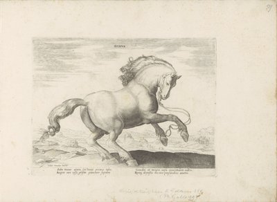 Cavalo da Dinamarca
Danus (título sobre o objecto)
Raças de cavalos dos estábulos reais de Don Juan da Áustria (título da série)
Equile, in quo omnis generis generosissi: morum equorum ex varijs orbis partibus insignis delectus (...) (título da série so de Anonymous
