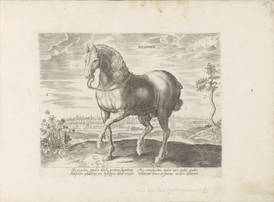 Cavalo de Gelre
Sicamber (título sobre o objecto)
Raças de cavalos dos estábulos reais de Don Juan da Áustria (título da série)
Equile, in quo omnis generis generosissi: morum equorum ex varijs orbis partibus insignis delectus (...) (título da série sob de Anonymous