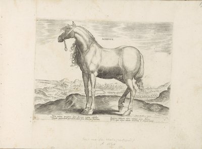 Paard da Grécia Achivus (título no objeto) Paardenrassen uit de Koninklijke stallen van Don Juan van Oostenrijk (título da série) O cavalo, em que todos os tipos de nobres: o comportamento de cavalos distintos de várias partes do mundo selecionado (...) (t de Anonymous