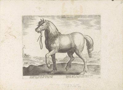 Cavalo de Gulik (Juliacus)
Juliacus (título sobre o objecto)
Raças de cavalos dos estábulos reais de Don Juan da Áustria (título da série)
Equile, in quo omnis generis generosissi: morum equorum ex varijs orbis partibus insignis delectus (...) (série ti de Anonymous