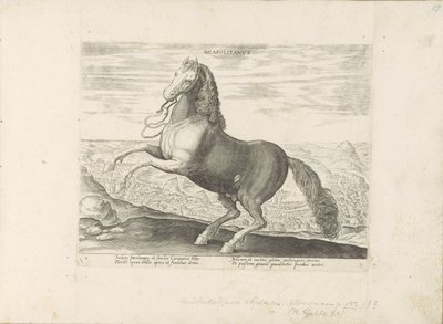 Paard uit Napels Napolitano (título no objeto) Paardenrassen uit de Koninklijke stallen van Don Juan van Oostenrijk (título da série) O cavalo, no qual todos os tipos de nobres: o comportamento de cavalos distintos de várias partes do mundo selecionado (.. de Anonymous