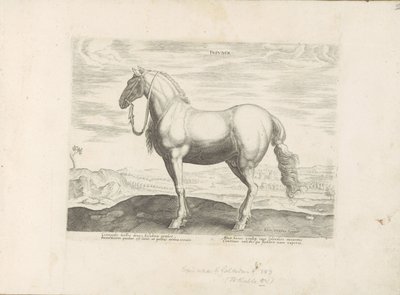 Paard uit Noord-Italië Insuber (título no objeto) Paardenrassen uit de Koninklijke stallen van Don Juan van Oostenrijk (título da série) O cavalo, no qual todos os tipos de nobres: o comportamento de cavalos distintos de várias partes do mundo selecionado  de Anonymous