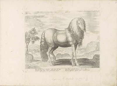 Cavalo da Roménia (Dacus)
Dacus (título sobre o objecto)
Raças de cavalos dos estábulos reais de Don Juan da Áustria (título da série)
Equile, in quo omnis generis generosissi: morum equorum ex varijs orbis partibus insignis delectus (...) (título da sé de Anonymous