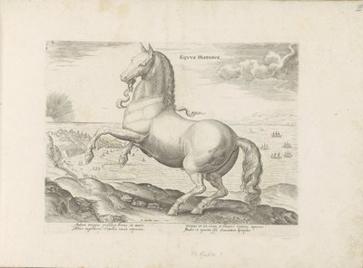 Paard uit Spanje Cavalo espanhol (título no objeto) Paardenrassen uit de Koninklijke stallen van Don Juan van Oostenrijk (título da série) O cavalo, no qual todos os tipos de nobres: o comportamento de cavalos distintos de várias partes do mundo selecionad de Anonymous
