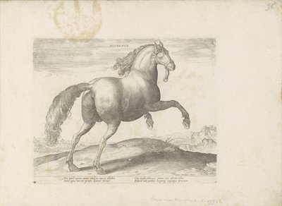 Cavalo de Espanha
Hispanus (título sobre o objecto)
Raças de cavalos dos estábulos reais de Don Juan da Áustria (título da série)
Equile, in quo omnis generis generosissi: morum equorum ex varijs orbis partibus insignis delectus (...) (título da série e de Anonymous