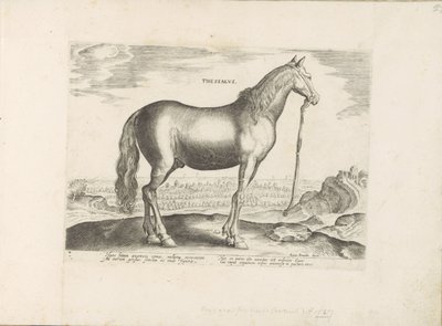 Paard uit Thessalië Tessália (título no objeto) Paardenrassen uit de Koninklijke stallen van Don Juan van Oostenrijk (título da série) O cavalo, em que todos os tipos de nobres: o comportamento de cavalos distintos de várias partes do mundo selecionado (.. de Anonymous