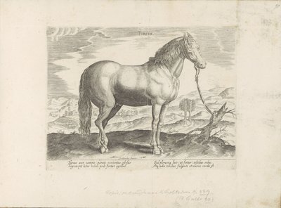 Cavalo da Turquia
Turcus (título sobre o objecto)
Raças de cavalos dos estábulos reais de Don Juan da Áustria (título da série)
Equile, in quo omnis generis generosissi: morum equorum ex varijs orbis partibus insignis delectus (...) (título da série sob de Anonymous