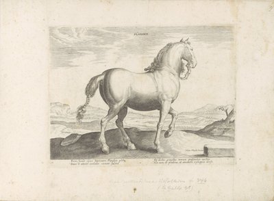 Paard uit Vlaanderen Flandres (título no objeto) Paardenrassen uit de Koninklijke stallen van Don Juan van Oostenrijk (título da série) O cavalo, no qual todos os tipos de nobres: o comportamento de cavalos distintos de várias partes do mundo selecionado ( de Anonymous