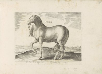 Cavalo da Sicília
Siculus (título sobre o objecto)
Raças de cavalos dos estábulos reais de Don Juan da Áustria (título da série)
Equile, in quo omnis generis generosissi: morum equorum ex varijs orbis partibus insignis delectus (...) (título da série em de Anonymous