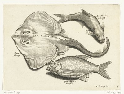 Ray, dourada e peixe branco Libelivs diversos Genera piscium complectens (título da série) Peixes de água doce, peixes marinhos, sapos, crustáceos e criaturas marinhas (título da série) de Anonymous