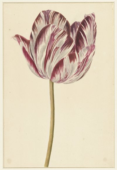 tulipa vermelho-branca de Anonymous