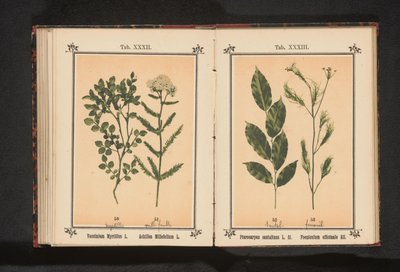 Sândalo vermelho e erva de funcho
Pterocarpus santalinus L. fil. Foeniculum officinale Al... (título sobre o objecto) de Anonymous