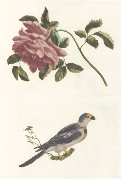 Rosa e Periquito de Anonymous