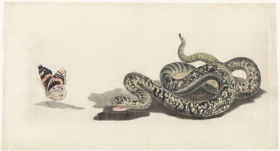 Serpente com uma borboleta de Anonymous