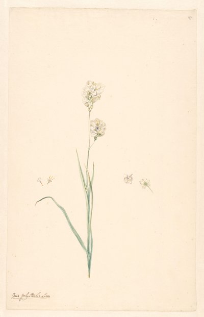 Ramo de Ixia polystachya com detalhes de pistilo e flor de Anonymous