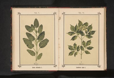 Ramo de um sábio real Salvia officinalis. L. (título no objeto) de Anonymous