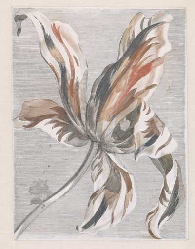 Tulip de Anonymous