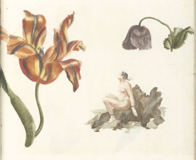 Tulipa, papoula e Andrômeda de Anonymous