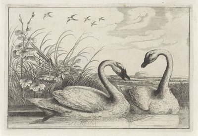 Dois cisnes
Diversae avium species (título da série)
Várias aves (título da série) de Anonymous