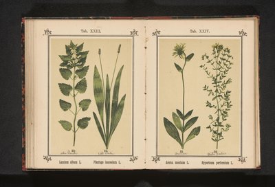 Erva de rama e erva de São João
Arnica montana L. Hypericum perforatum L. (título sobre o objecto) de Anonymous