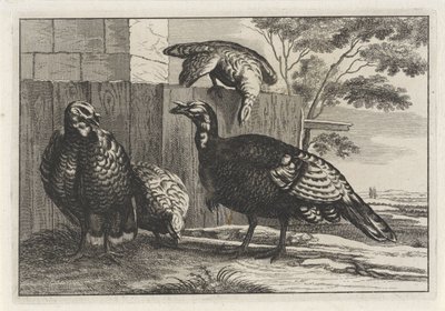 Quatro perus
Diversae avium species (título da série)
Várias aves (título da série) de Anonymous