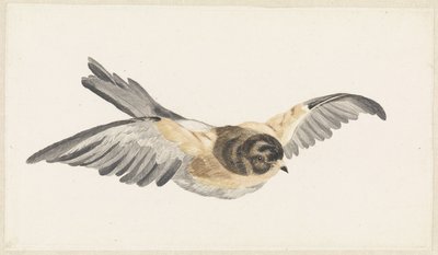 Pipa voadora (Fringilla montifringilla) de Anonymous