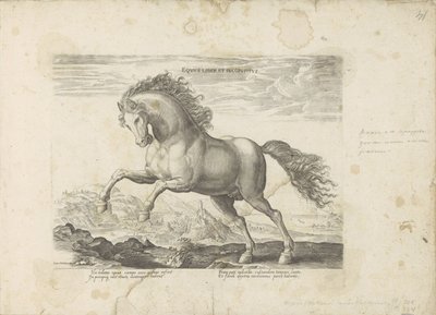 Paard selvagem
Equus Liber et Incopositus (título sobre o objecto)
Equile, in quo omnis generis generosissi: morum equorum ex varijs orbis partibus insignis delectus (...) (título da série sobre o objecto) de Anonymous