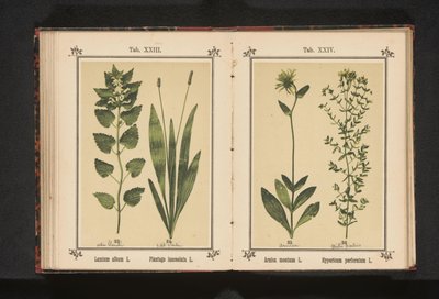 Urtiga branca e plátano estreito
Lamium album L. Plantago lanceolata L. (título sobre o objecto) de Anonymous
