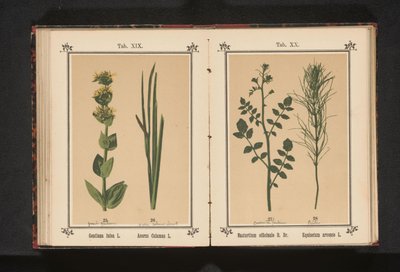 Agriões de água e rabo de cavalo
Nasturtium officinale R. Br. Equisetum arvense L. (título sobre o objecto) de Anonymous