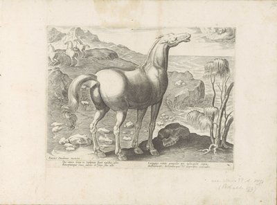 Zephyrus impregna uma égua
Raças de cavalos dos estábulos reais de Don Juan da Áustria (título da série)
Equile, in quo omnis generis generosissi: morum equorum ex varijs orbis partibus insignis delectus (...) (título da série sobre o objecto) de Anonymous