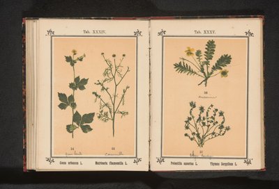 Trefoil e tomilho menor
Potentilla anserina L. Thymus Serpyllum L. (título sobre o objecto) de Anonymous
