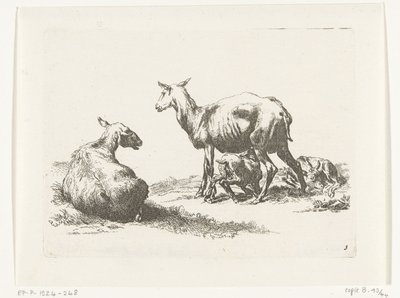 Ovelhas de enfermagem com dois cordeiros Cabras e ovelhas para N.P. Berchem (título da série) de Anonymous