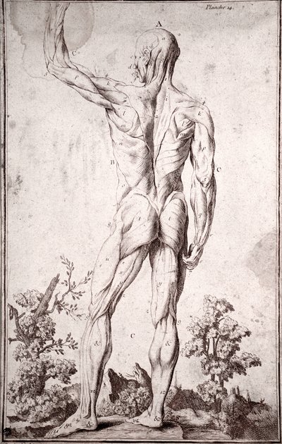 Estudo anatómico do sistema muscular humano (gravura de Anonymous Anonymous