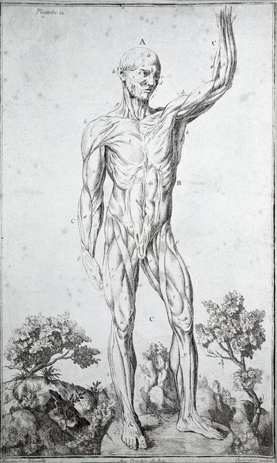 Estudo anatómico do sistema muscular humano (gravura de Anonymous Anonymous