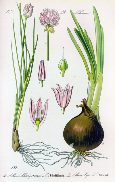 Tábua botânica: Allium schoenoprasum (cebolinho) e allium cepa (cebola). Tábua 29. Coleção Particular de Anonymous Anonymous