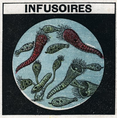 Projecção de luz: utilização de uma lanterna de projecção para observar infusórios. Ilustração anónima a partir de 1925. Colecção privada. de Anonymous Anonymous