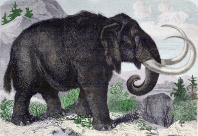 Representação de um mamute. Reconstituído após as descobertas de Adams, membro da Academia de São Petersburgo. Gravura de 1867. . de Anonymous Anonymous