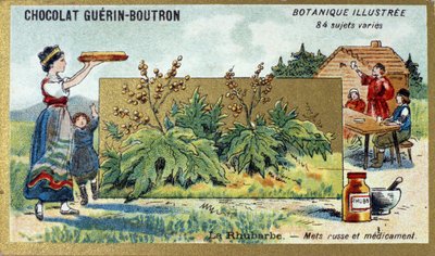 Ruibarbo: comida e medicamentos russos. Gravura (chromo). Cromolitografia publicitária para chocolates Guerin-Boutron, finais do século XIX. Ilustração da série Botanical. de Anonymous Anonymous