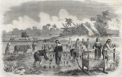 Cultivo do arroz em Manila (Manilla), nas Filipinas, em 1864. (Plantio de arroz em Manila) Gravura anónima. Colecção privada. de Anonymous Anonymous