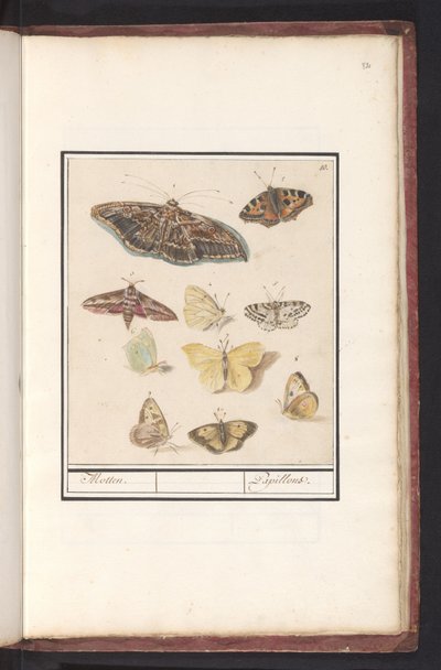 Borboletas e mariposas mariposas. / Papillons (título no objeto) de Anselmus Boëtius de Boodt