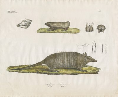 Tatus com crânio e estruturas dentárias (litografia colorida à mão) de Anstalt Arnz & Co.