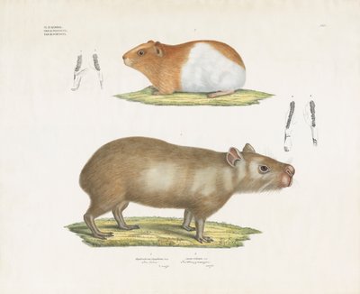Porquinho-da-índia e capivara com ilustrações dentárias (litografia colorida à mão) de Anstalt Arnz & Co.