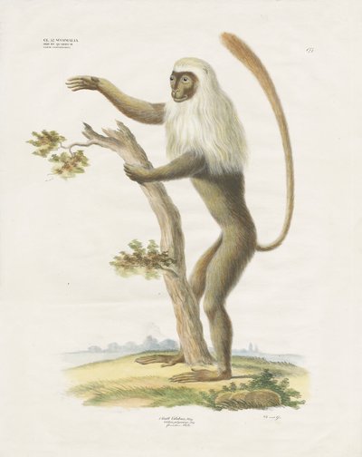 Lutung prateado numa árvore (litografia colorida à mão) de Anstalt Arnz & Co.
