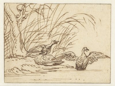 Três patos na beira-mar de Anthonie van Borssom