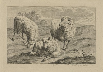 Três ovelhas
Estudos de vacas, ovelhas e cabras (título da série) de Anthony Oberman