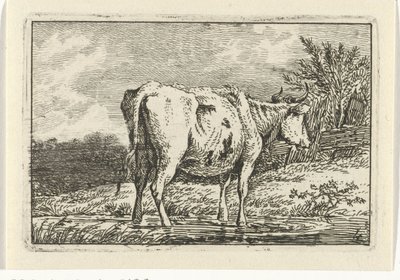 Vaca em pé numa poça
Vacas (título da série) de Anthony Oberman