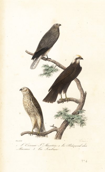 Harrier de galinha, harrier eurasian e harrier de Montagu. de Antoine (after) Chazal