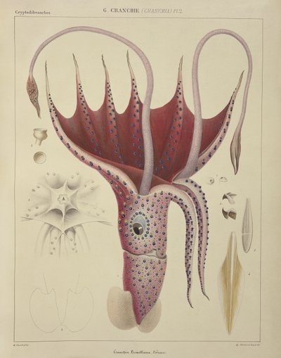 Lula, Pl. 2 de "História Natural Geral e Particular de Cefalópodes Acetabulosos", pub. por Ferussac e D&39;Orbigny, Paris, 1835-48, de Antoine Chazal