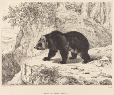 Urso do Mississippi de Antoine Louis Barye
