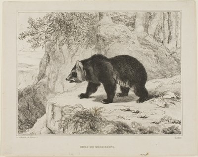 Urso do Mississippi de Antoine Louis Barye